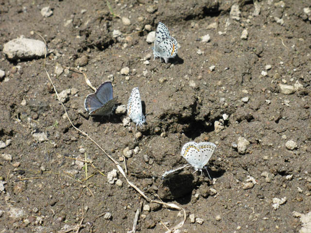 Blue Butterflies puddling at the Carson Gap Pond, exiting Lake Tahoe Basin.